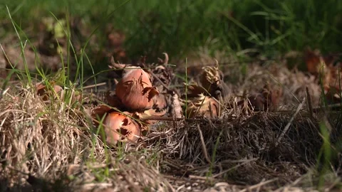 Harvested Hazelnuts on Ground in Orchard Stock Footage 345504587