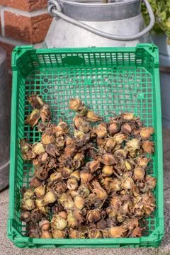 Harvested hazelnuts Stock Photos