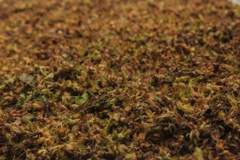 Harvested Hazelnuts Foto stock
