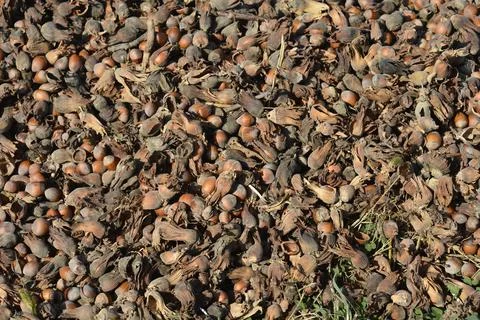 Harvested hazelnuts Stock Photos