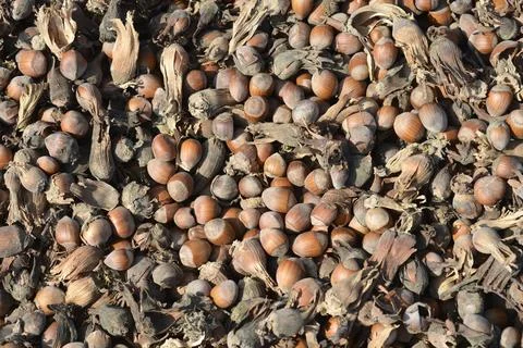 Harvested hazelnuts 写真素材