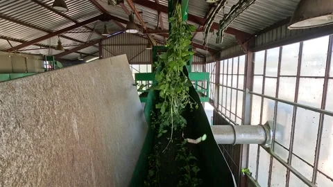 Harvested Hops Moving on Conveyor Inside Processing Facility Stock-Footage 346167958