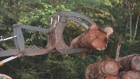 Harvested logs moved by loader in Amazon region Video stock 75776795