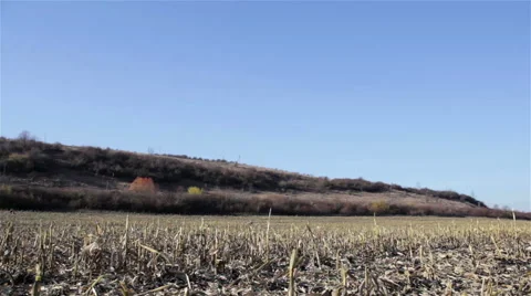 Harvested maize field Landscape Stock Footage 56606832