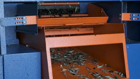 Harvested olives loaded to press hopper in olive oil mill. Stock Footage 124581815