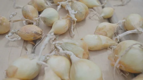 Harvested onion heads lie in disarray on wooden planks Stock Footage 246879870
