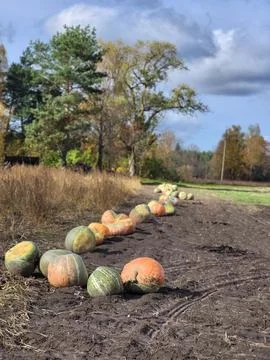 Harvested orange pumpkins lying in rows across agricultural field Stock Photos