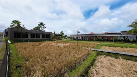 Harvested paddy fields surrounded by a restaurant with a cloudy blue sky Stock Footage 237747224