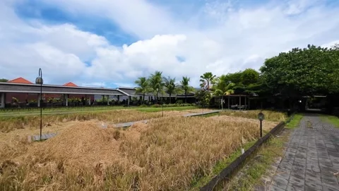 Harvested paddy fields surrounded by a restaurant with a cloudy blue sky Stock Footage 237747225