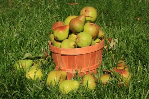 Harvested pears. Stock Photos