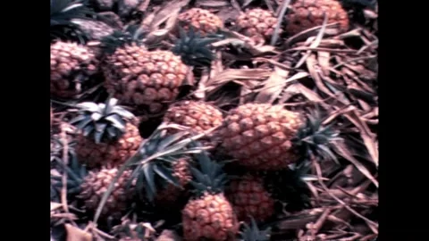 Harvested Pineapples Stock Footage 278217481