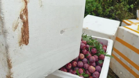 Harvested plums packed in crates Moc Chau Vietnam fresh fruit farm processing Stock Footage 333802791
