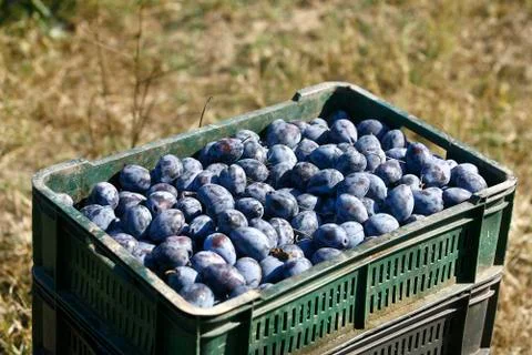 The harvested plums in plastic box Stock Photos
