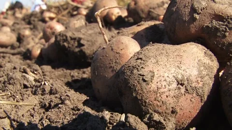 Harvested potatoes, close-up Stock-Footage 56496438