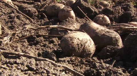 Harvested potatoes on the soil Vídeo Stock 56496255