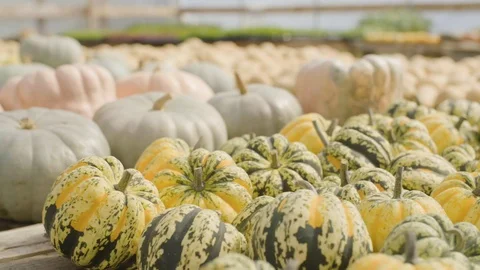 Harvested pumpkin on table Stock Footage 87839285