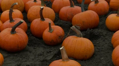 Harvested pumpkins in the field Vídeo Stock 47816266