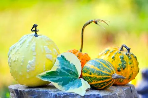 Harvested pumpkins Stock Photos