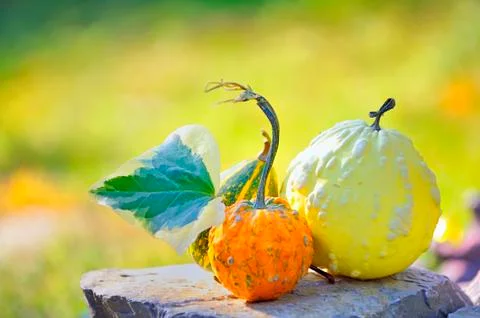 Harvested pumpkins Stock Photos