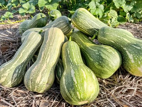 Harvested pumpkins Stock Photos