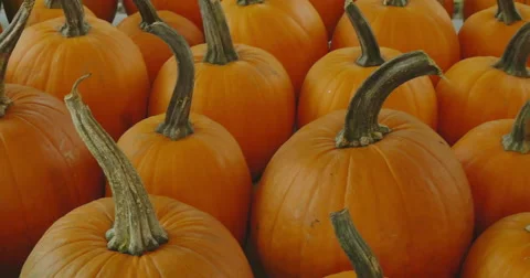 Harvested pumpkins side pan Video stock 68560597