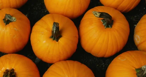 Harvested pumpkins top pan Video stock 68559932