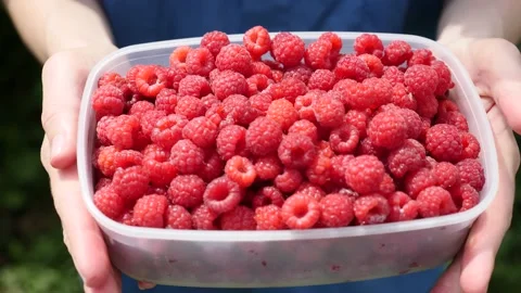 Harvested Raspberries in a Plastic Container. Video stock 202217978