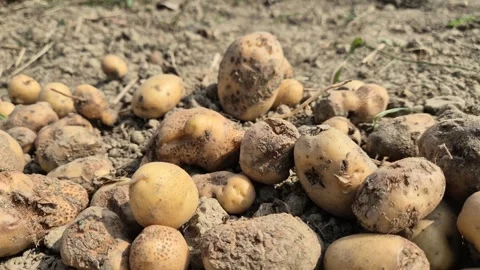 Harvested Raw Potatoes Common Scab Disease Dusty Soil Commercial Video Stock Footage 345322197