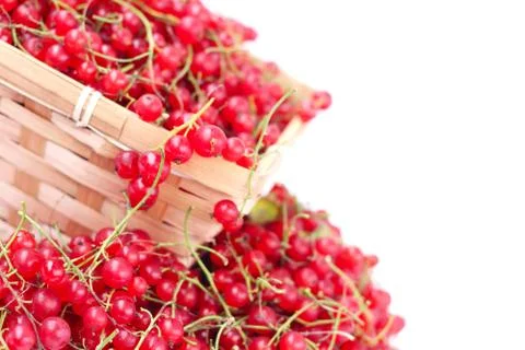 Harvested red currant Stock-Fotos
