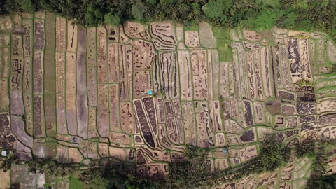 Harvested rice fields with black ashes after straw burning, top-down aerial shot Stock Footage 201229375