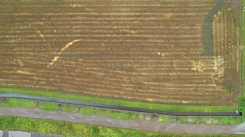 Harvested Rice Fields Video stock 95531235