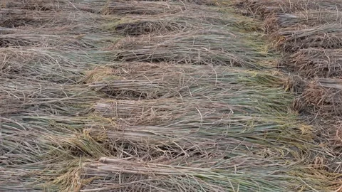 Harvested rice straw drying Stock Footage 332556759