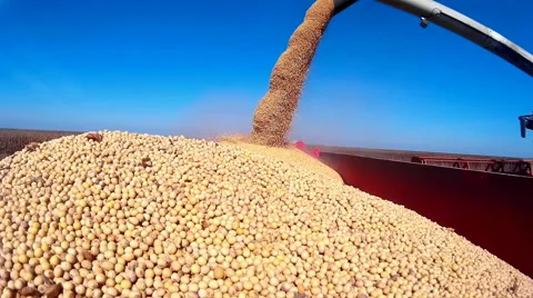 Harvested soybean Stock Footage 44853955