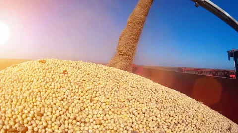 Harvested soybean Stock Footage 55321341