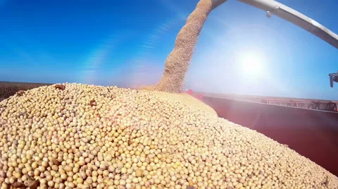Harvested soybean Stock Footage 55324473