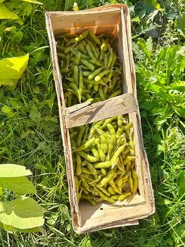 Harvested soybeans Stock Photos