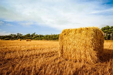Harvested straw bale Stock Photos
