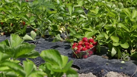 Harvested strawberries in a plastic container Stock Footage 81810795