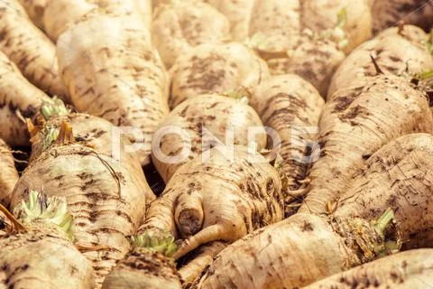 Harvested sugar beet crop root pile Stock Photos