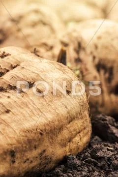Harvested sugar beet crop root pile Stock Photos