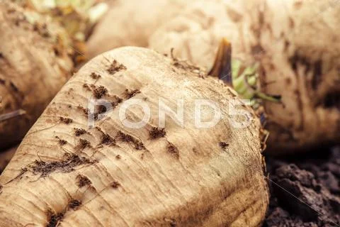 Harvested sugar beet crop root pile Stock Photos