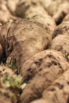 Harvested sugar beet crop root pile Stock Photos