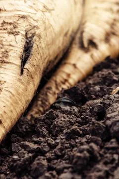 Harvested sugar beet crop root pile Stock Photos