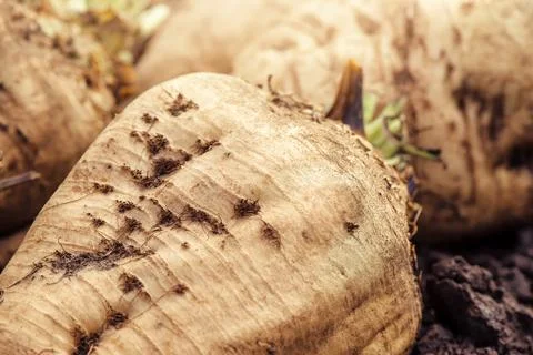 Harvested sugar beet crop root pile Stock Photos