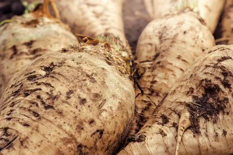 Harvested sugar beet crop root pile Stock Photos