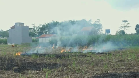 The harvested sugarcane fields are burned in preparation for planting the n.. Vídeos de archivo 241051310