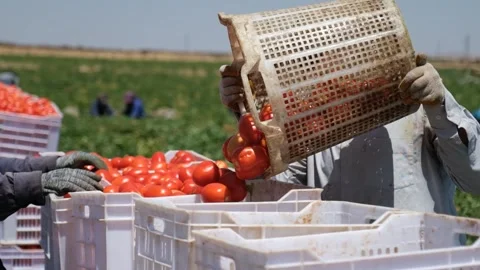 Harvested Tomatoes Being Sorted into Crates in the Field, June 15, 2023, Video stock 336611962