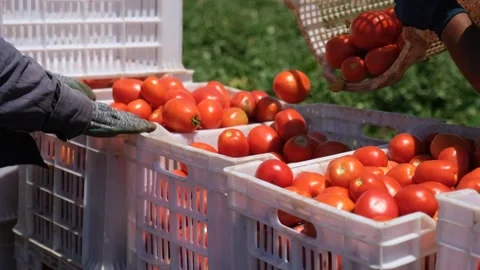 Harvested Tomatoes Being Sorted into Crates in the Field, June 15, 2023, Video stock 336612121