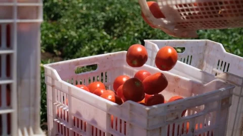 Harvested Tomatoes Being Sorted into Crates in the Field, June 15, 2023, Video stock 336612134