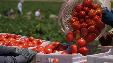 Harvested Tomatoes Being Sorted into Crates in the Field, June 15, 2023, Video stock 336612141